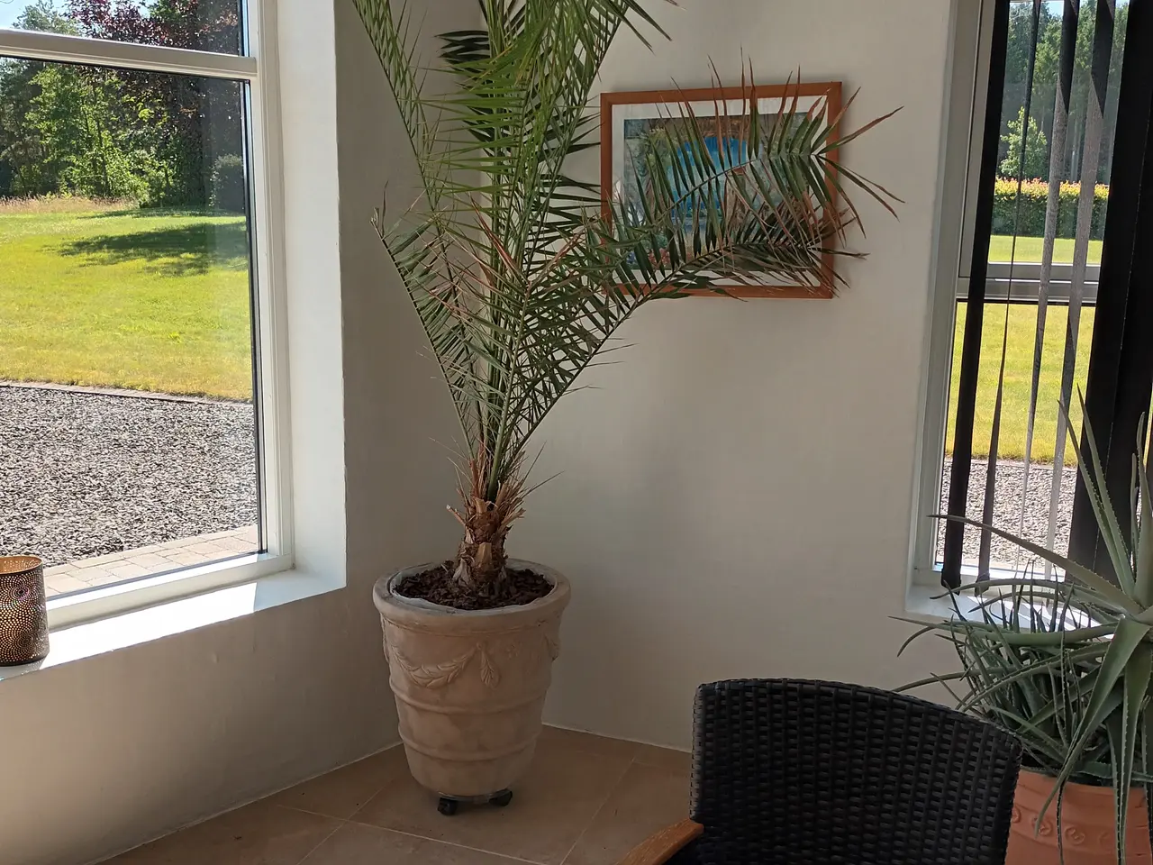 Billede 2 - Daddelpalme (Phoenix Canariensis) i krukke.