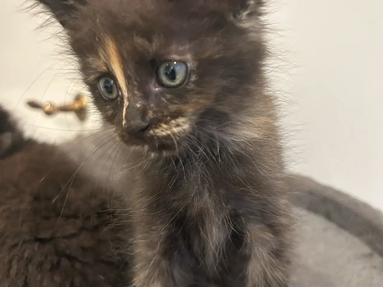 Billede 2 - Ragdoll/Maine Coon killing