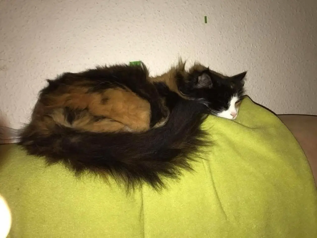 Billede 4 - Senior kat søger nyt hjem gratis