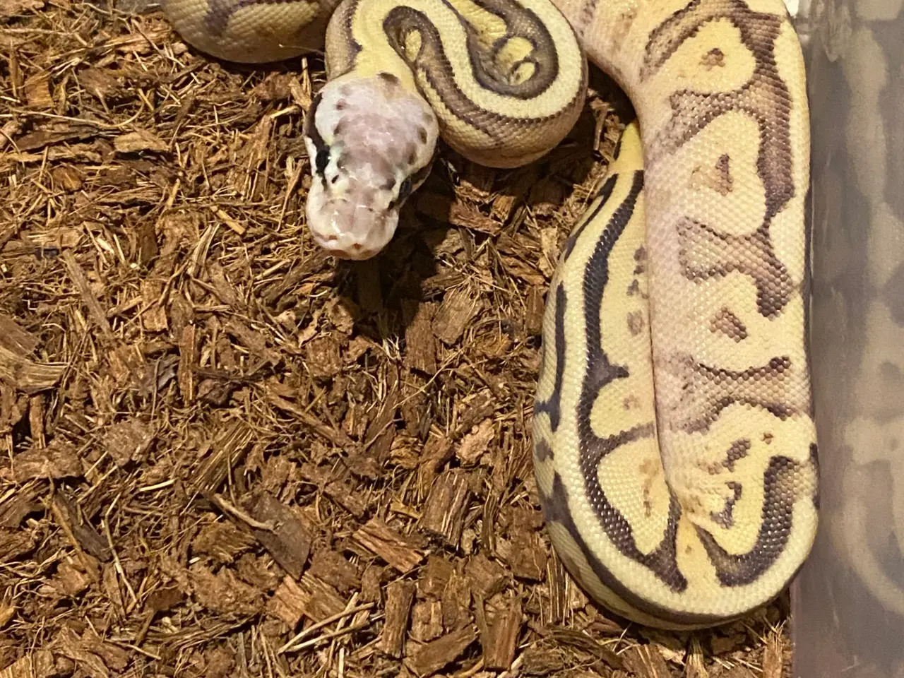 Billede 1 - 0.1 Butter Super pastel Enchi