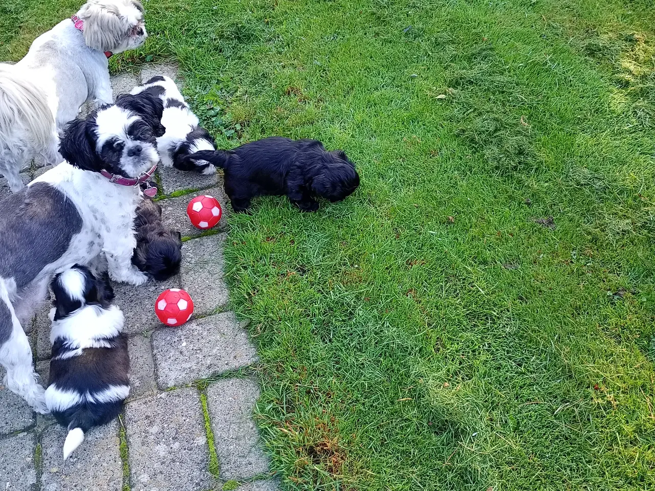 Billede 6 - De skønneste Shih Tzu hvalpe sælges.