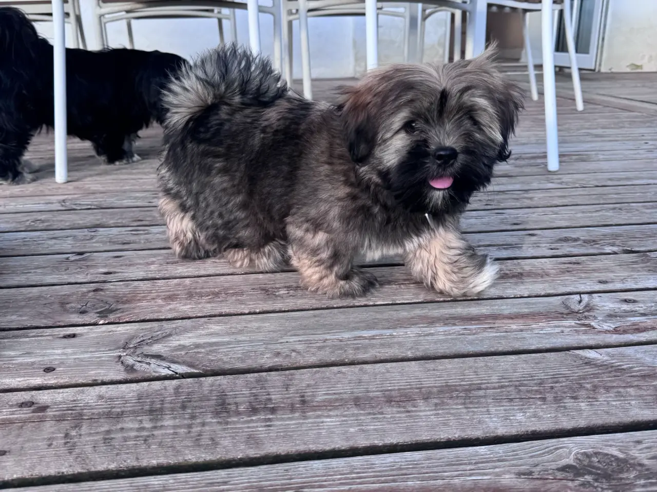 Billede 5 - Lhasa apso hvalp