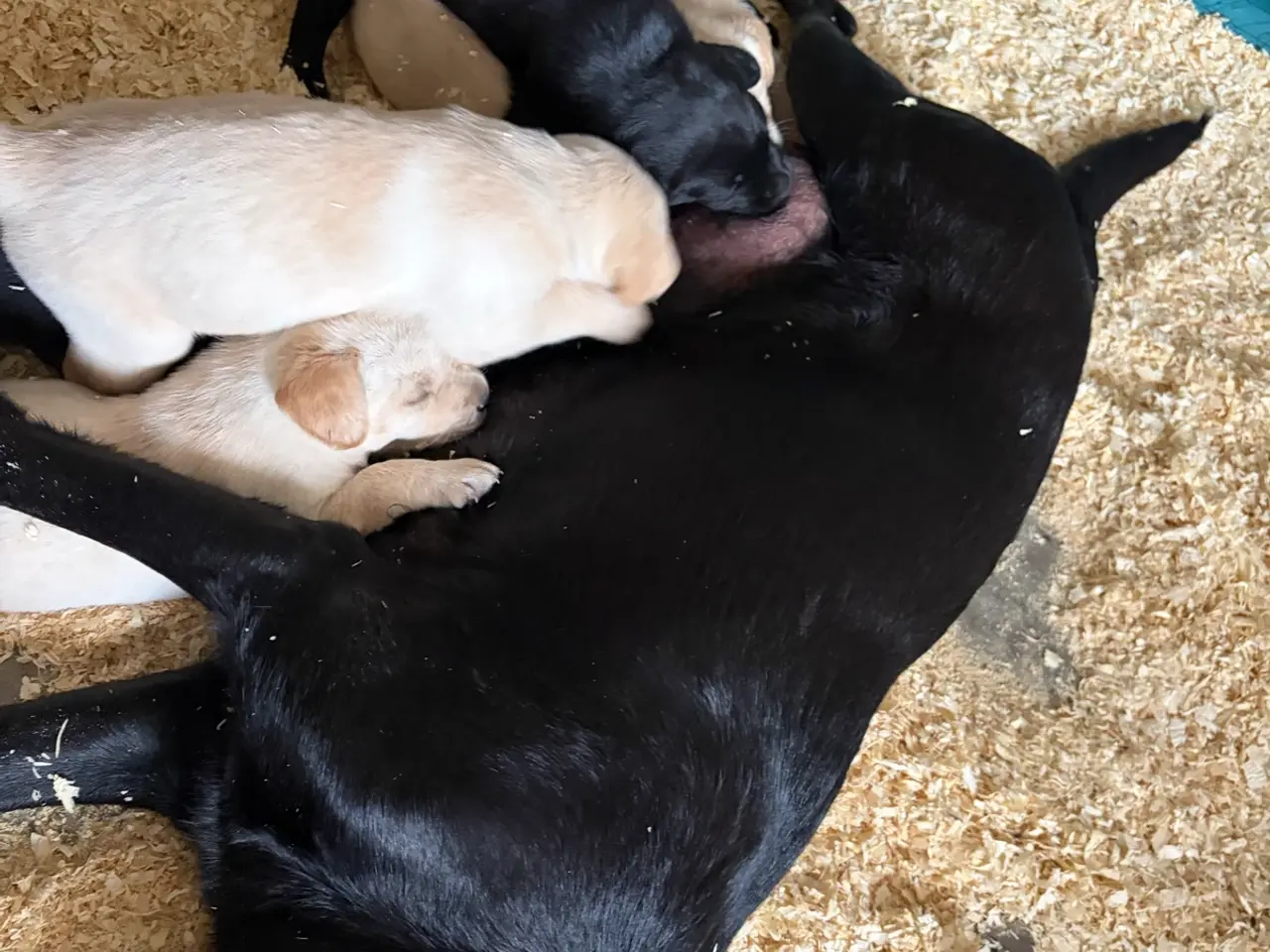 Billede 6 - Labrador Hundehvalpe 2 stk tilbage