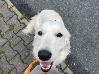 Omplacering af hund