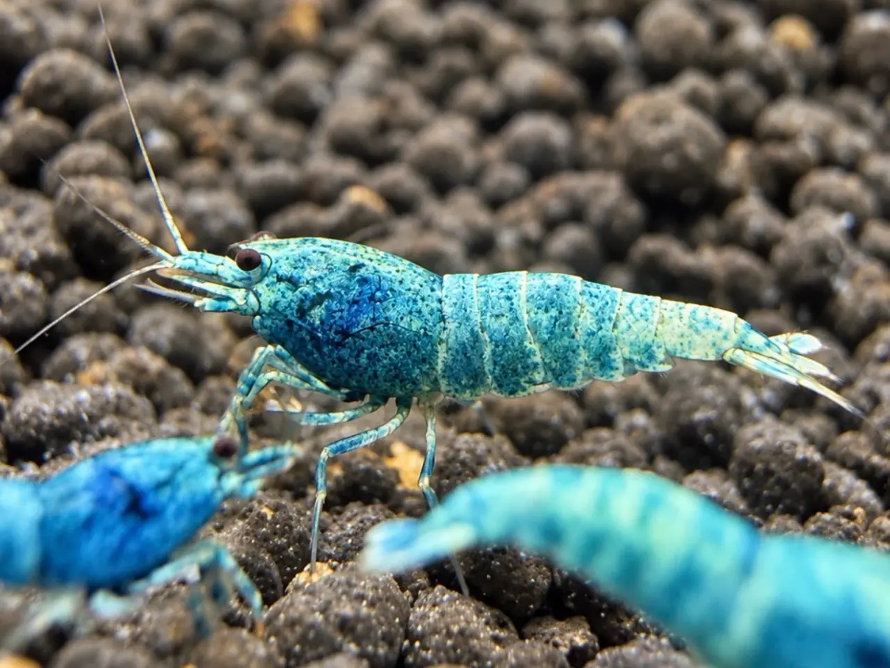 Billede 3 - 📛Tilbud📛 Blue Taiwan Bee Shrimp – Caridina rejer