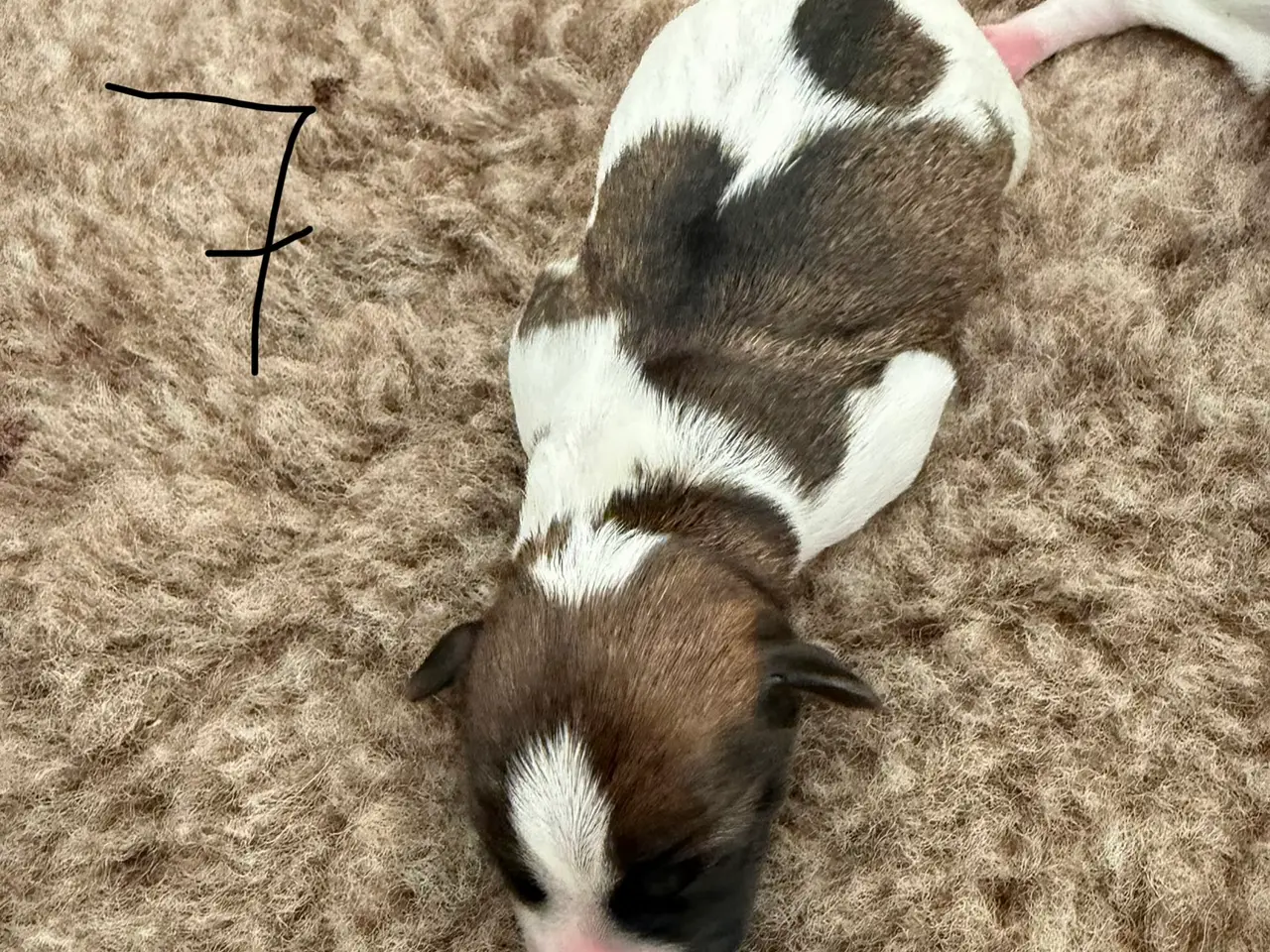 Billede 10 - 7 fine Jack russel hvalpe 🐶