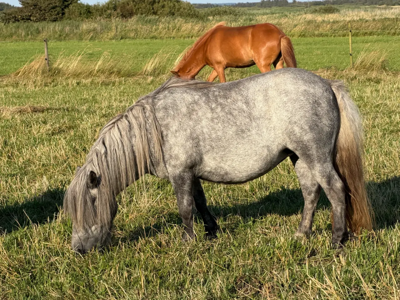 Billede 3 - To skønne shetlænder sælges evt bytte 
