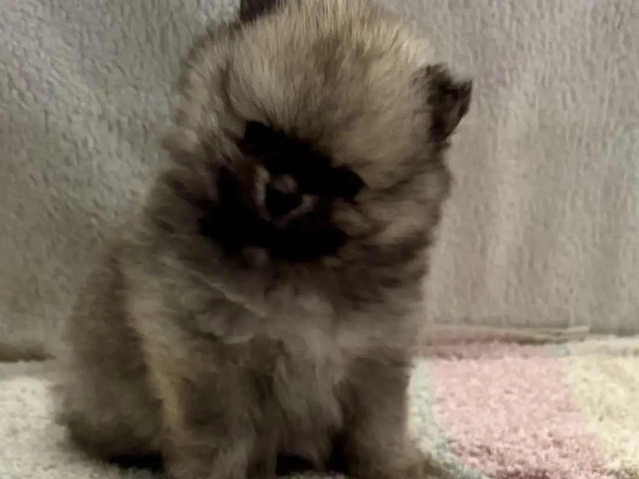 Billede 6 - Mini Pomeranian 