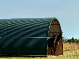 Opstaldning/Sommergræs til hoppeplag Nordfyn