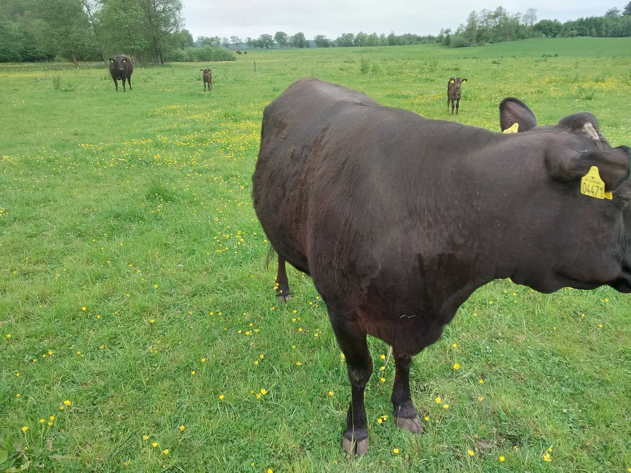 Billede 4 - Wagyu køer med kalve sælges.