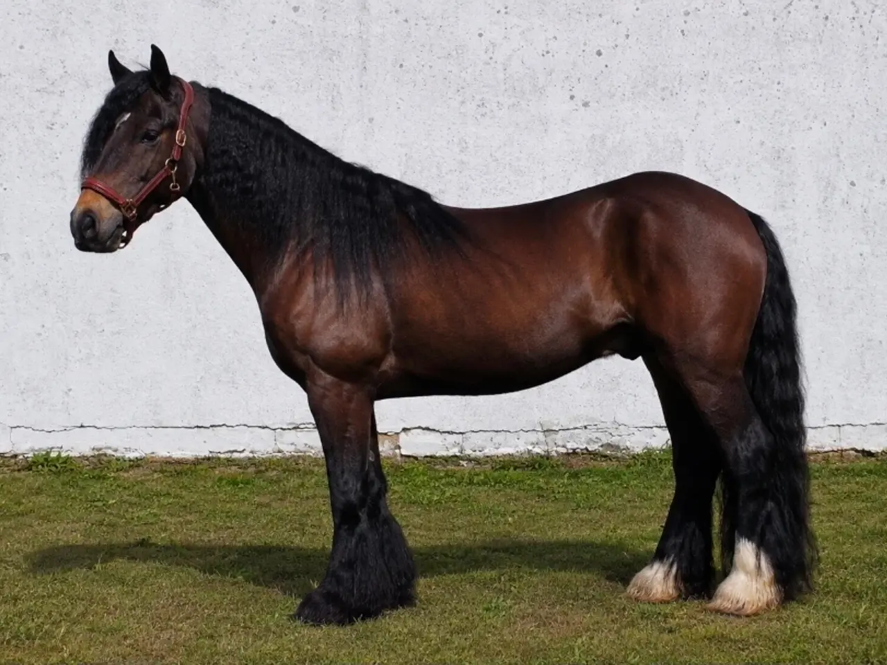 Billede 4 - Bulæer - 3 års kat. 3 pony