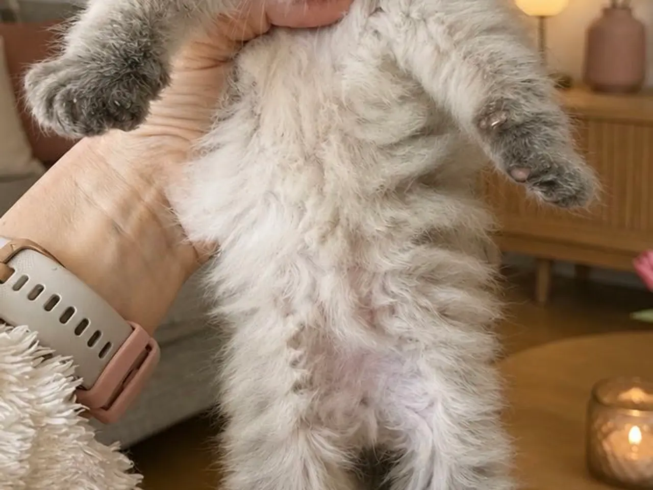 Billede 3 - Dejligste Ragdoll killinger 😻