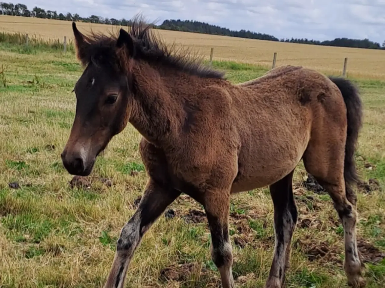 Billede 4 - Tinker/varmblods hingst