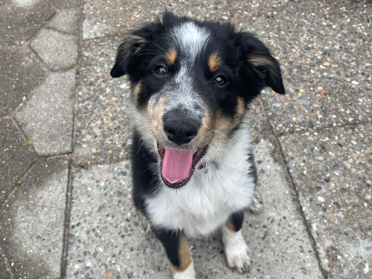 Billede 9 - Border Collie hvalpe 