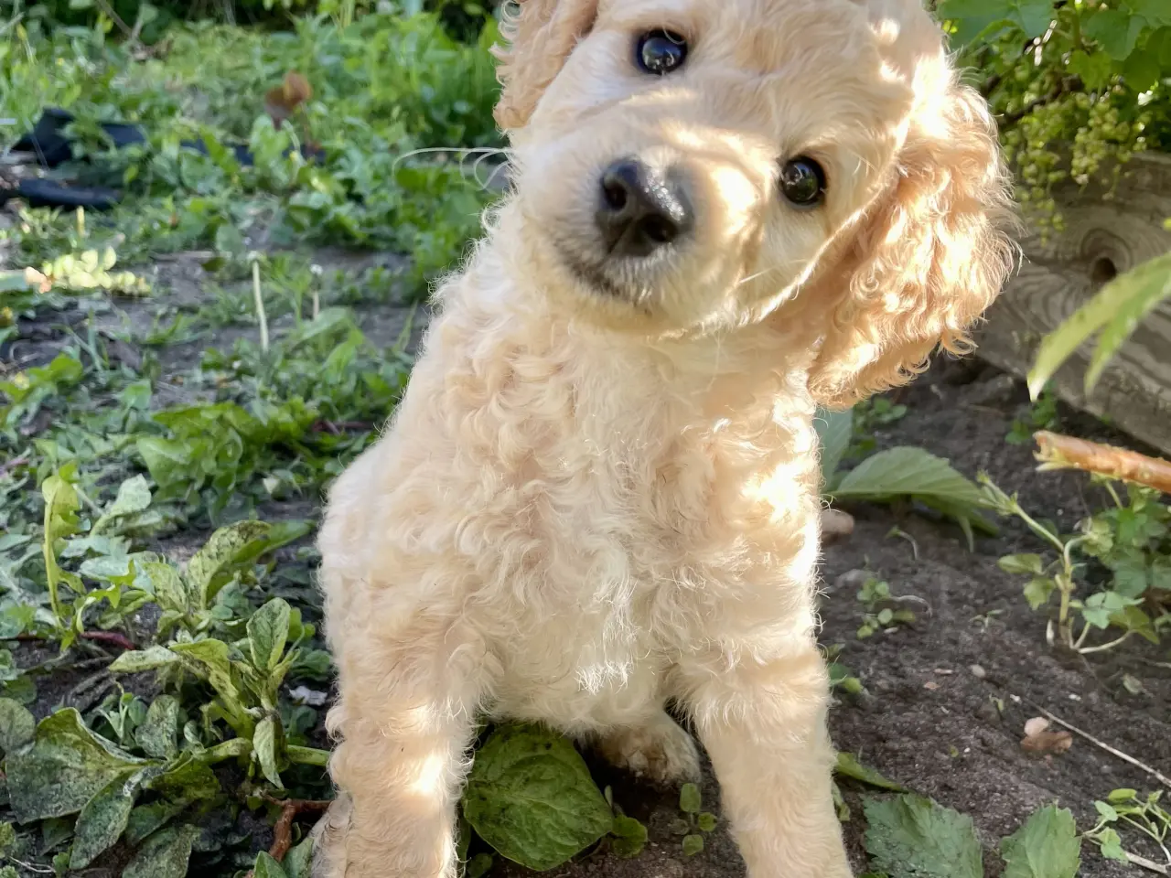 Billede 1 - Mini-labradoodle / doodle sælges