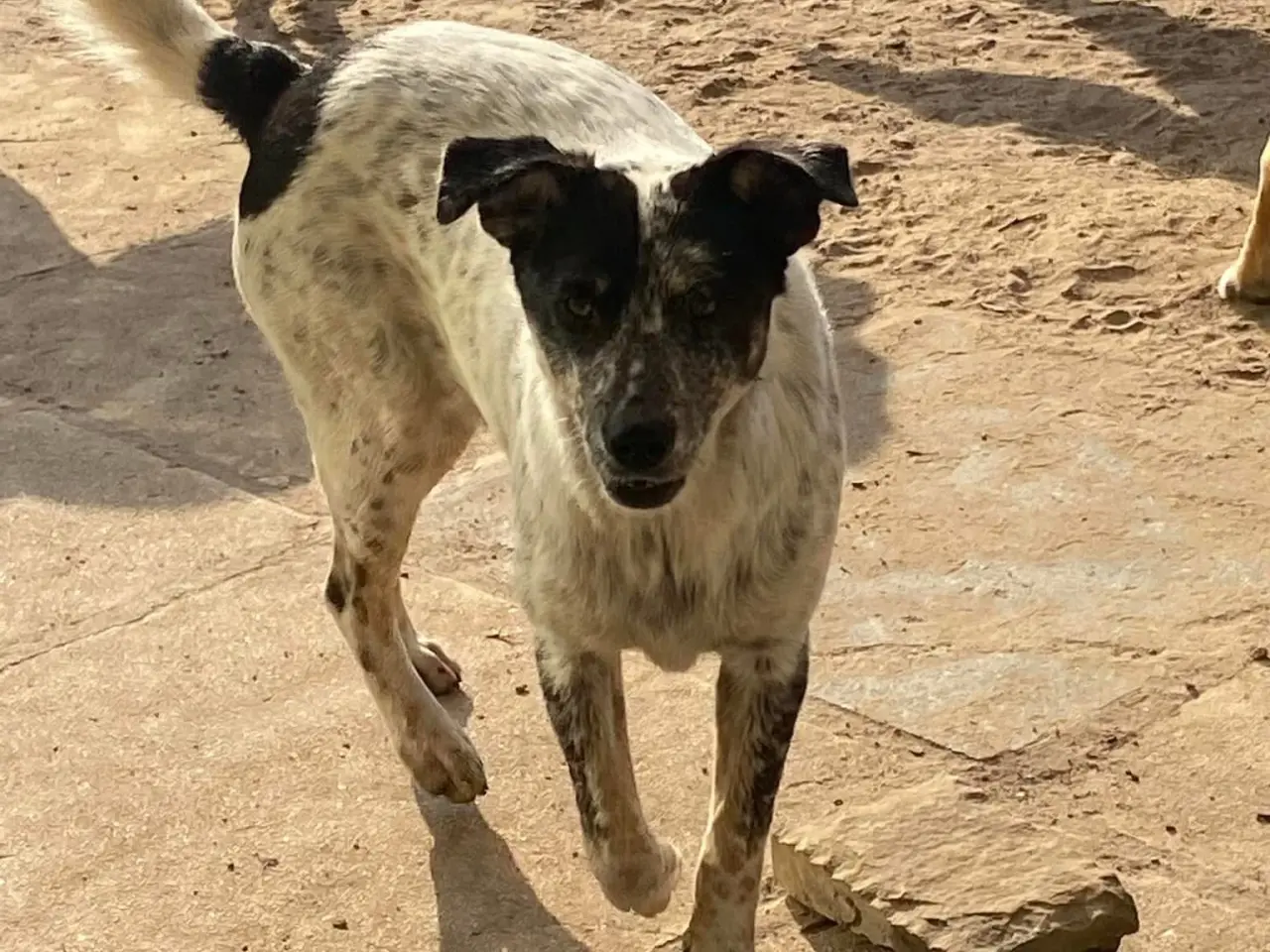 Billede 8 - Bella til adoption! 🩷