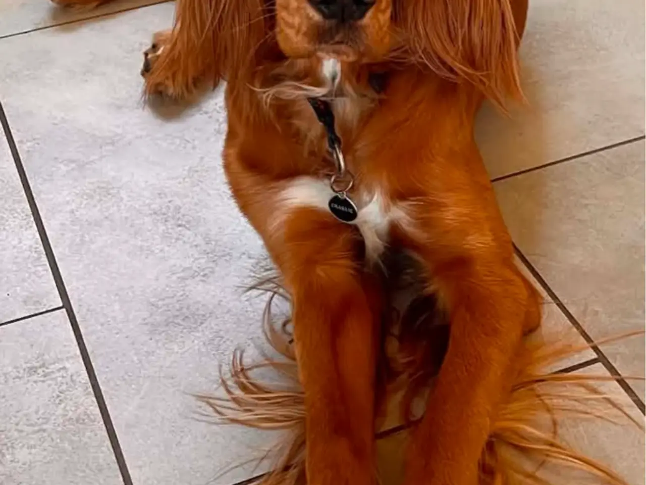 Billede 15 - Golden/cocker/flatcoated familie el jagthunde