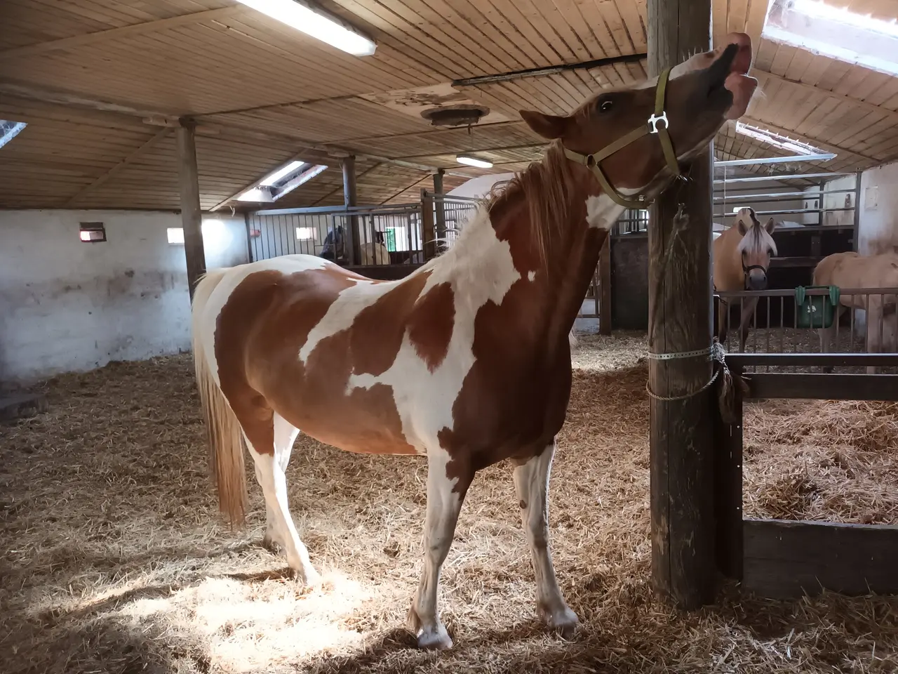 Billede 5 - Broget Hoppe 