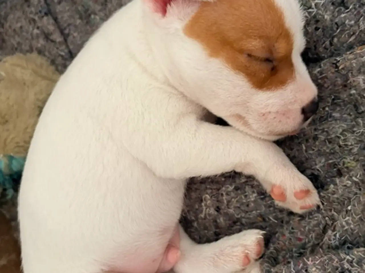 Billede 3 - Parson Russel terrier hvalpe (Jack Russel)