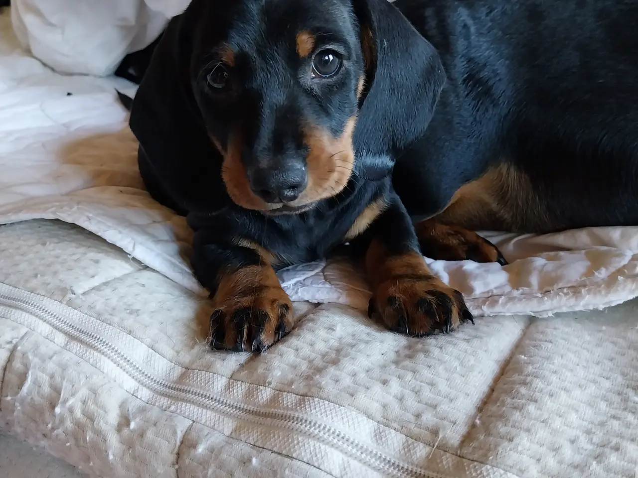 Billede 1 - Gravhunde hvalpe