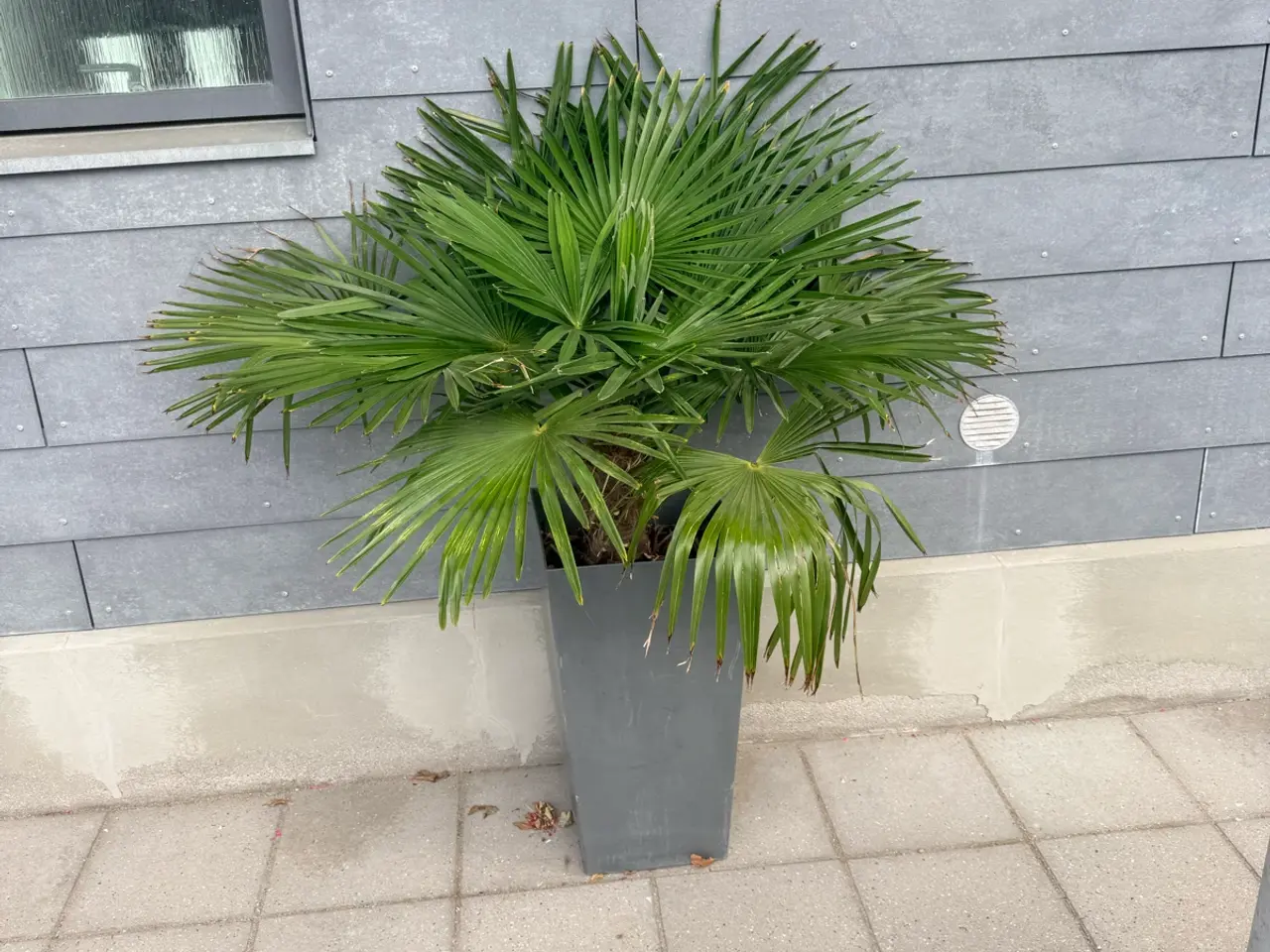 Billede 1 - 🌴 Flot Trachycarpus-palme til salg 🌴