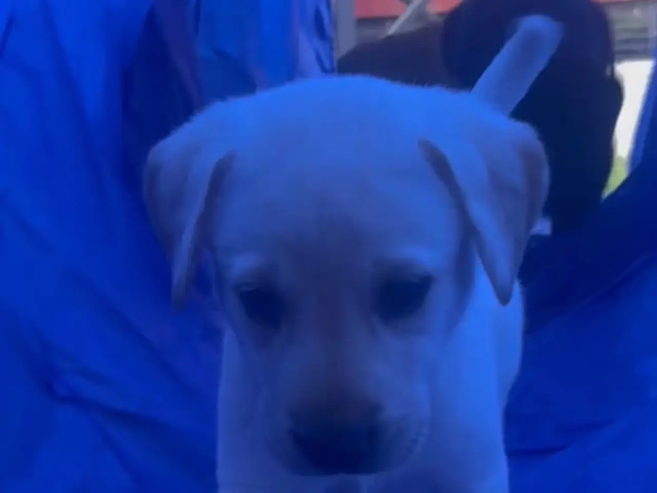 Billede 4 - 💛 Skøn gul Formel 1 Labrador han 💛