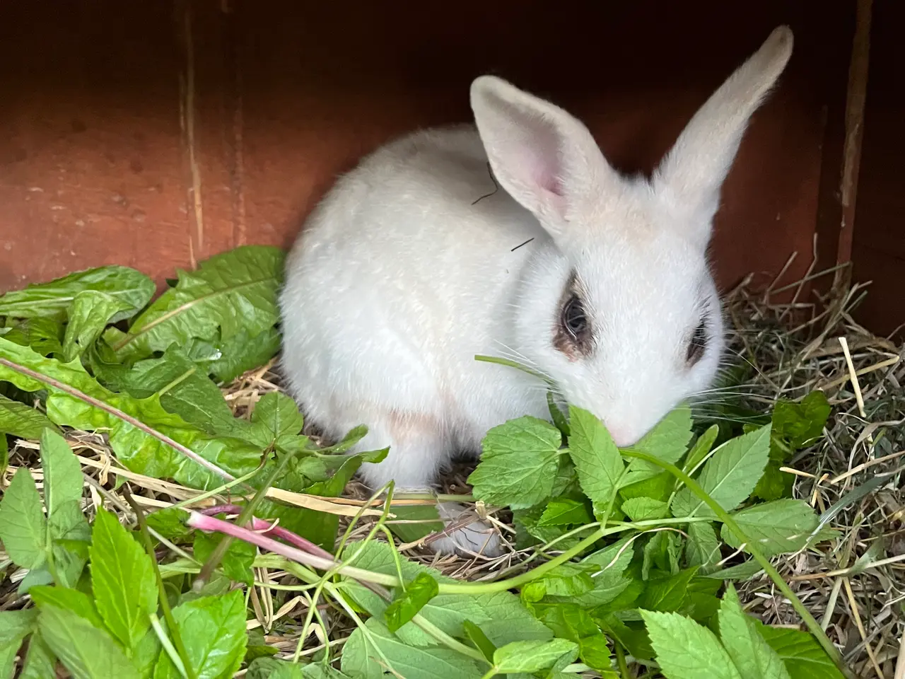 Billede 1 - Hermelin han🐰