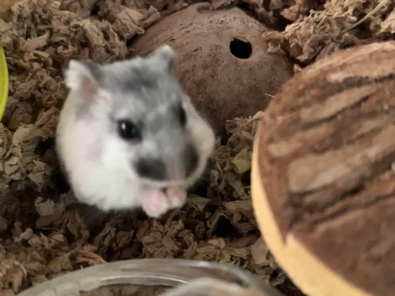 Billede 3 - Dværg hamster unger sælges 