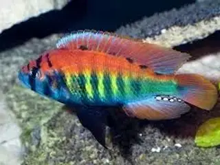 Pundamilia Nyerirei Makobe