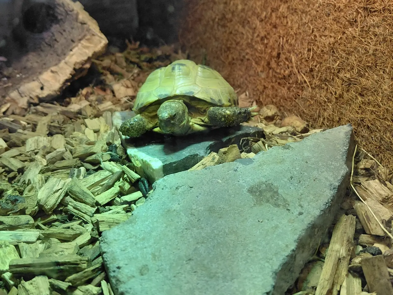 Billede 3 - Russisk landskildpadde