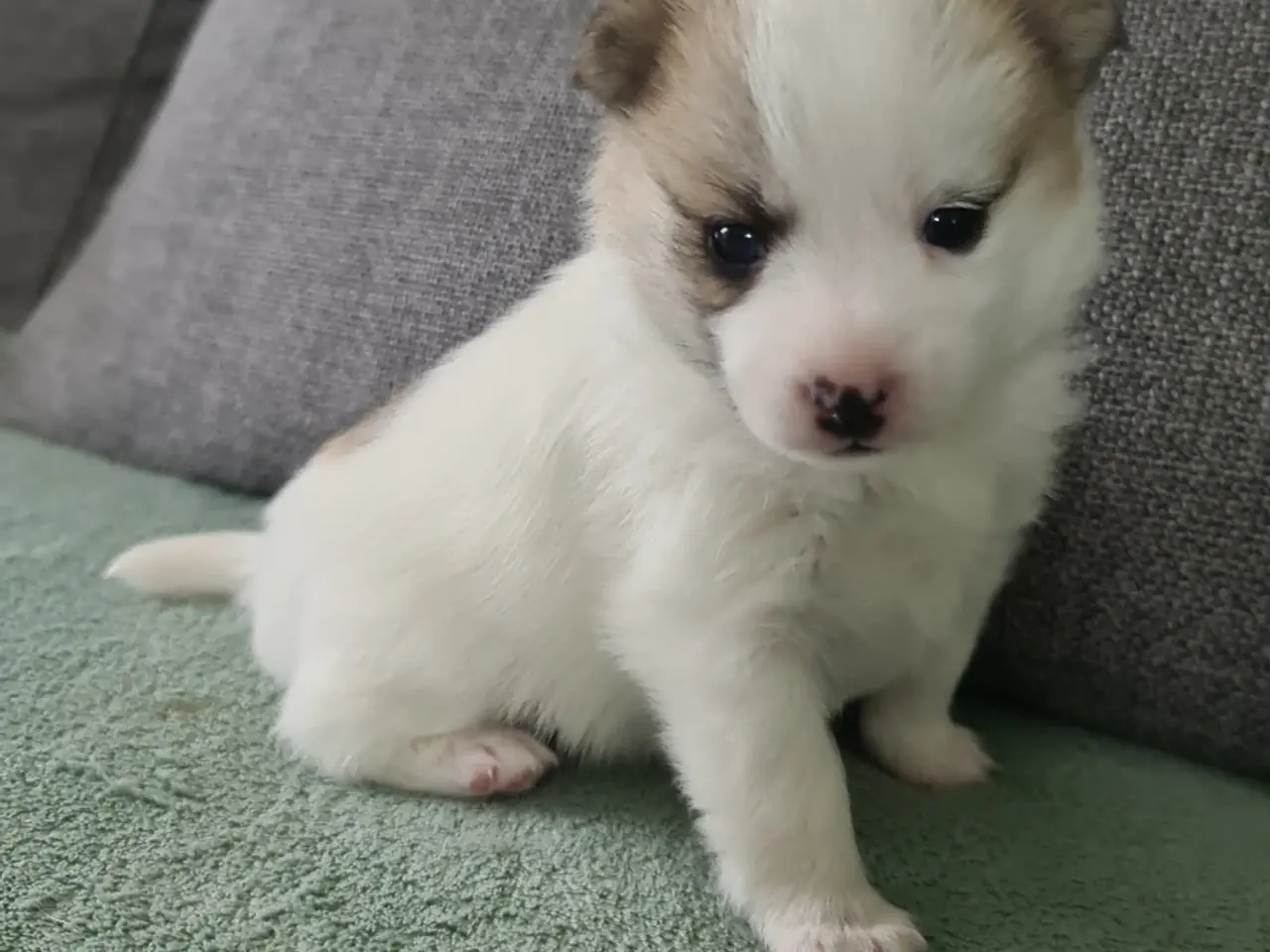 Billede 3 - F2 Pomsky hvalpe