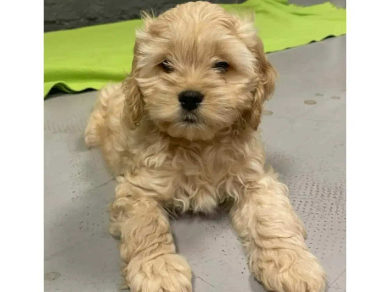 Billede 3 - Skønne cockapoo hvalpe