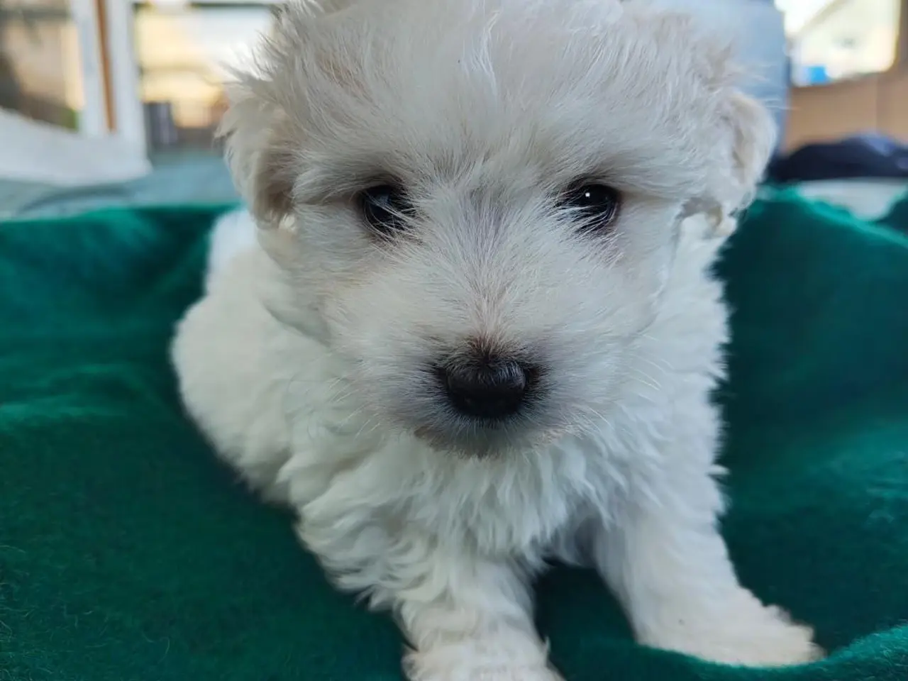 Billede 3 - Coton de Tulear hvalpe 8 uger