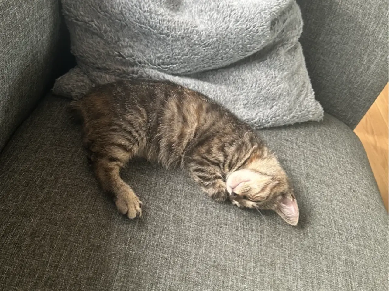 Billede 4 - To søde Katte killinger