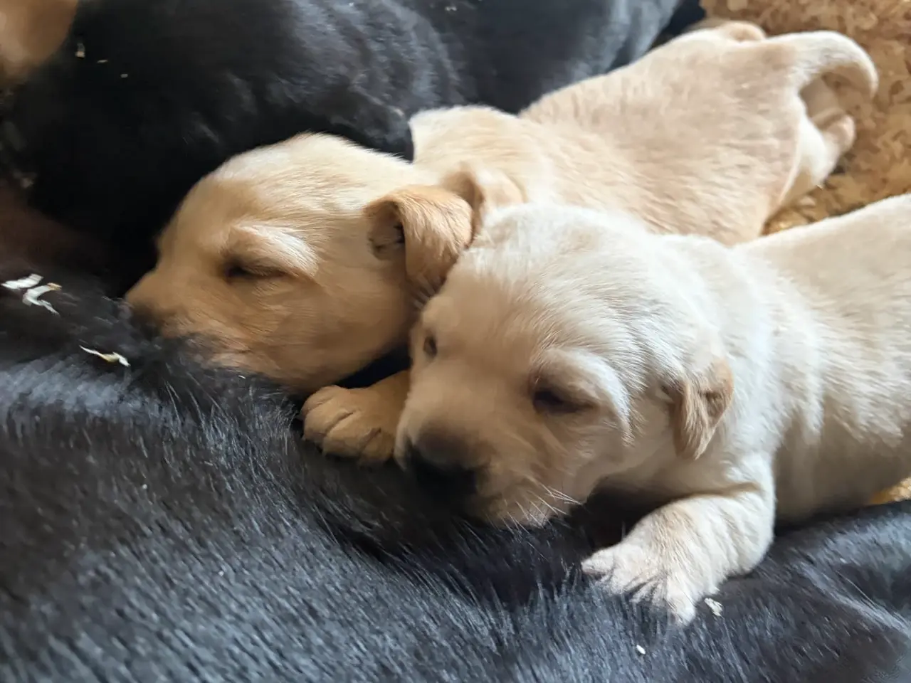 Billede 7 - Labrador Hundehvalpe 2 stk tilbage