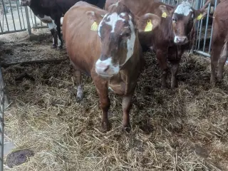 4 hereford ×