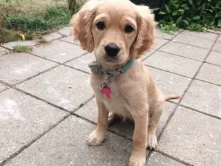 Golden doodle tæve
