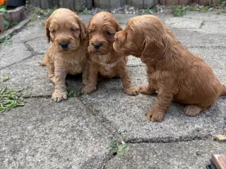 🐶❤️ 6 SKØNNE COCKERPOO-HVALPE SØGER KÆRLIGE HJEM - 2