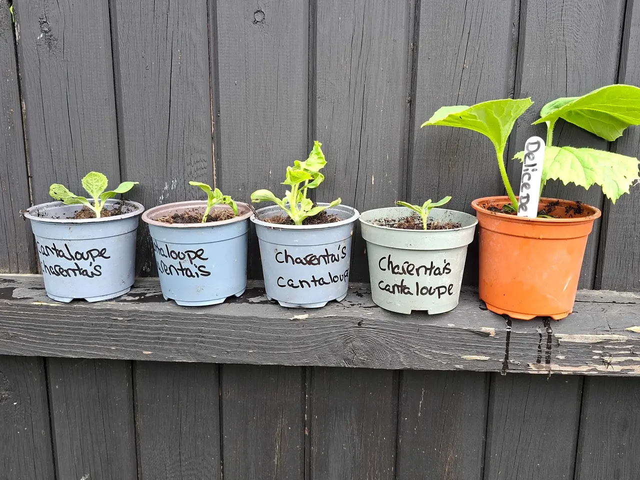 Billede 1 - Melon planter sælges