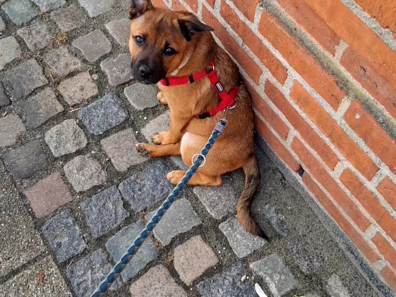 Billede 8 - Staff blanding søger nyt hjem🐶❤️