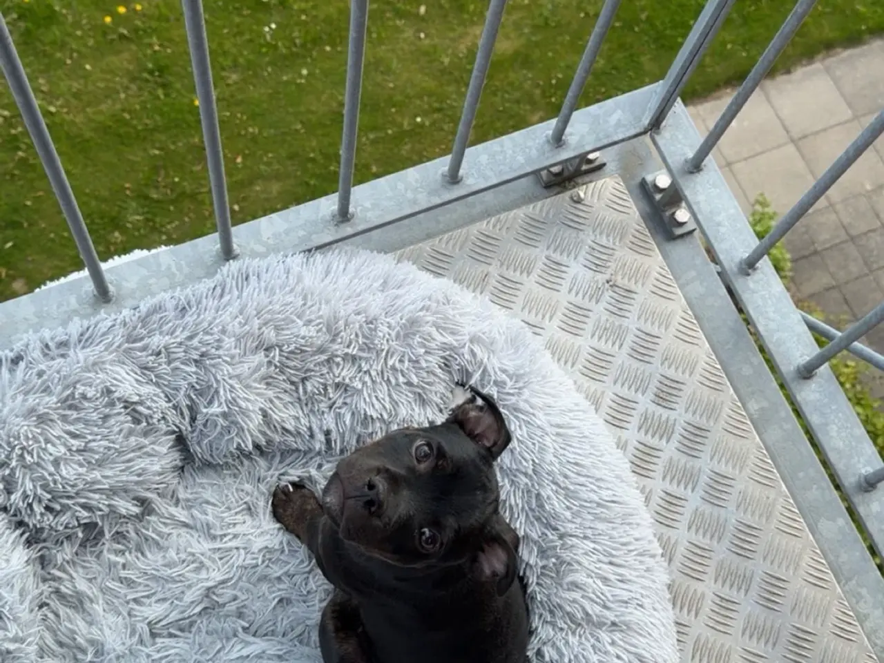 Billede 8 - Nemo søger nyt blivende hjem🐶