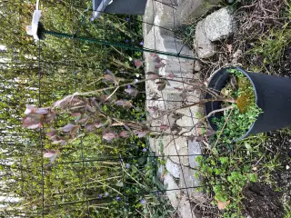 Kaprifolie gule og røde blomster