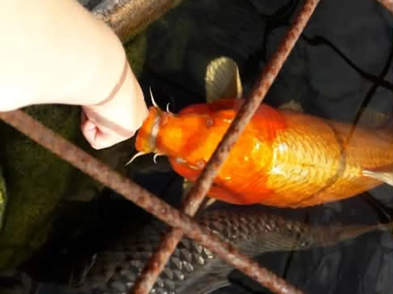 Billede 4 - Koi karper
