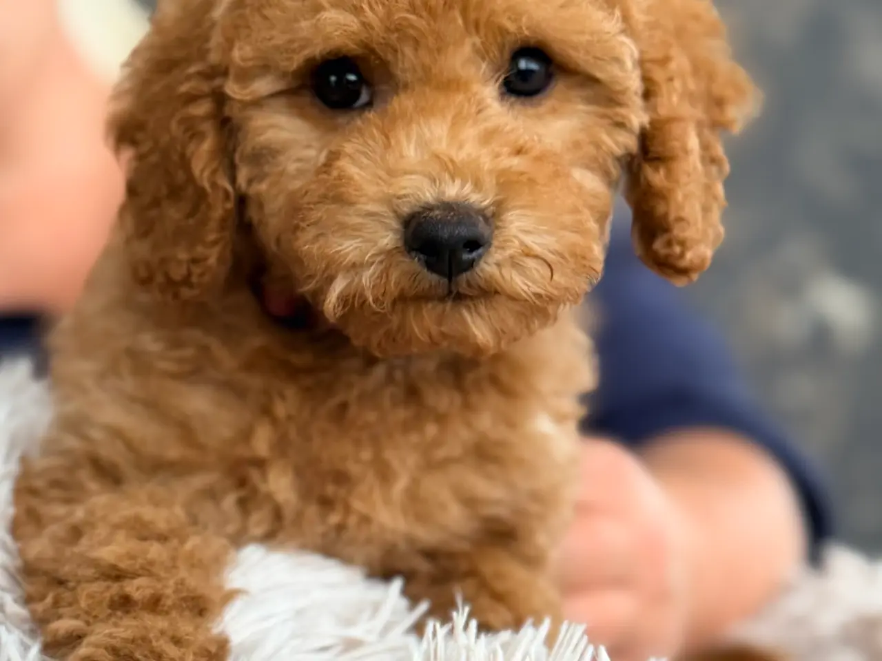 Billede 5 - Goldendoodledoo F1B