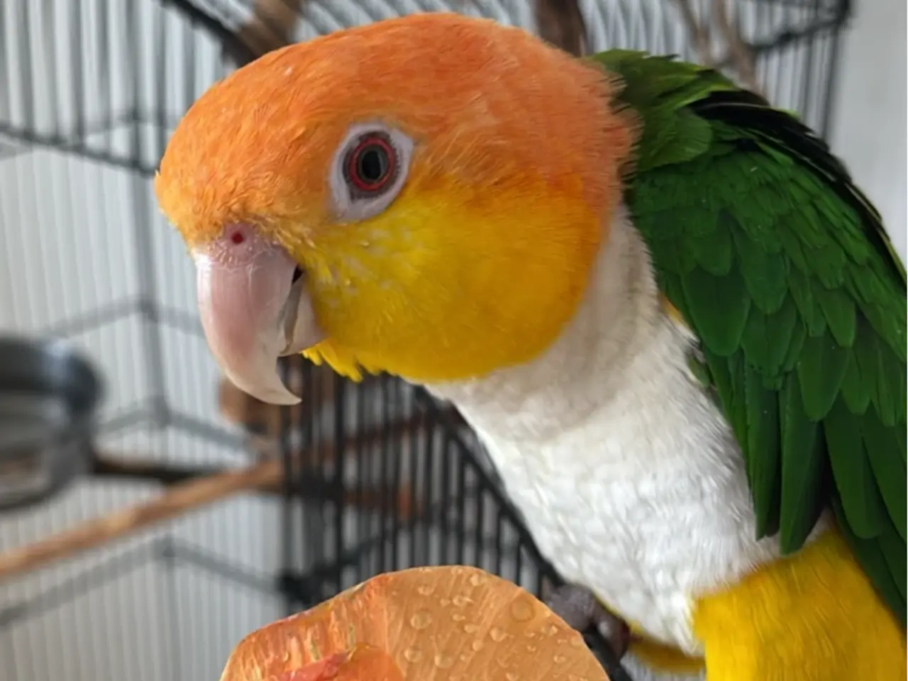 Billede 1 - Papegøje / hvidbuget 🦜