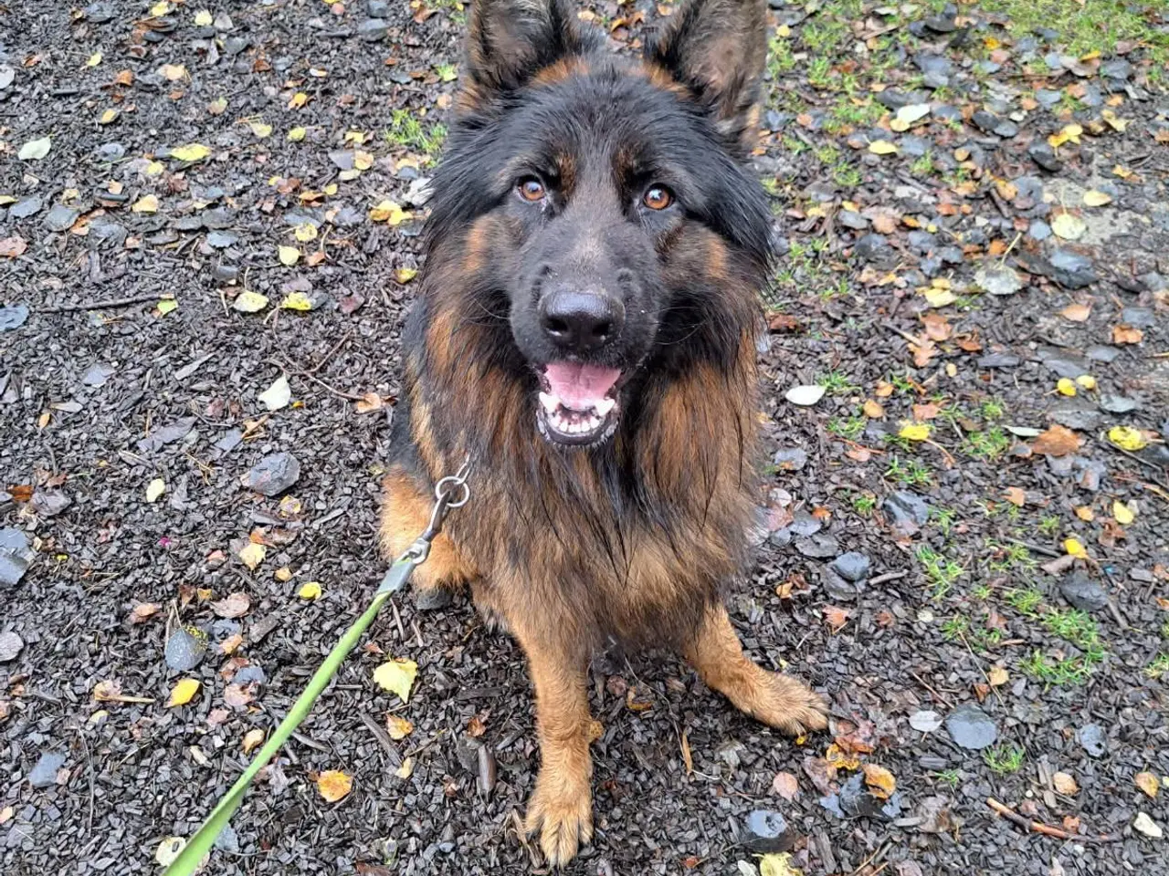 Billede 4 - 🩵🩷 🐶 Smukke Schæfer Blandingshvalpe