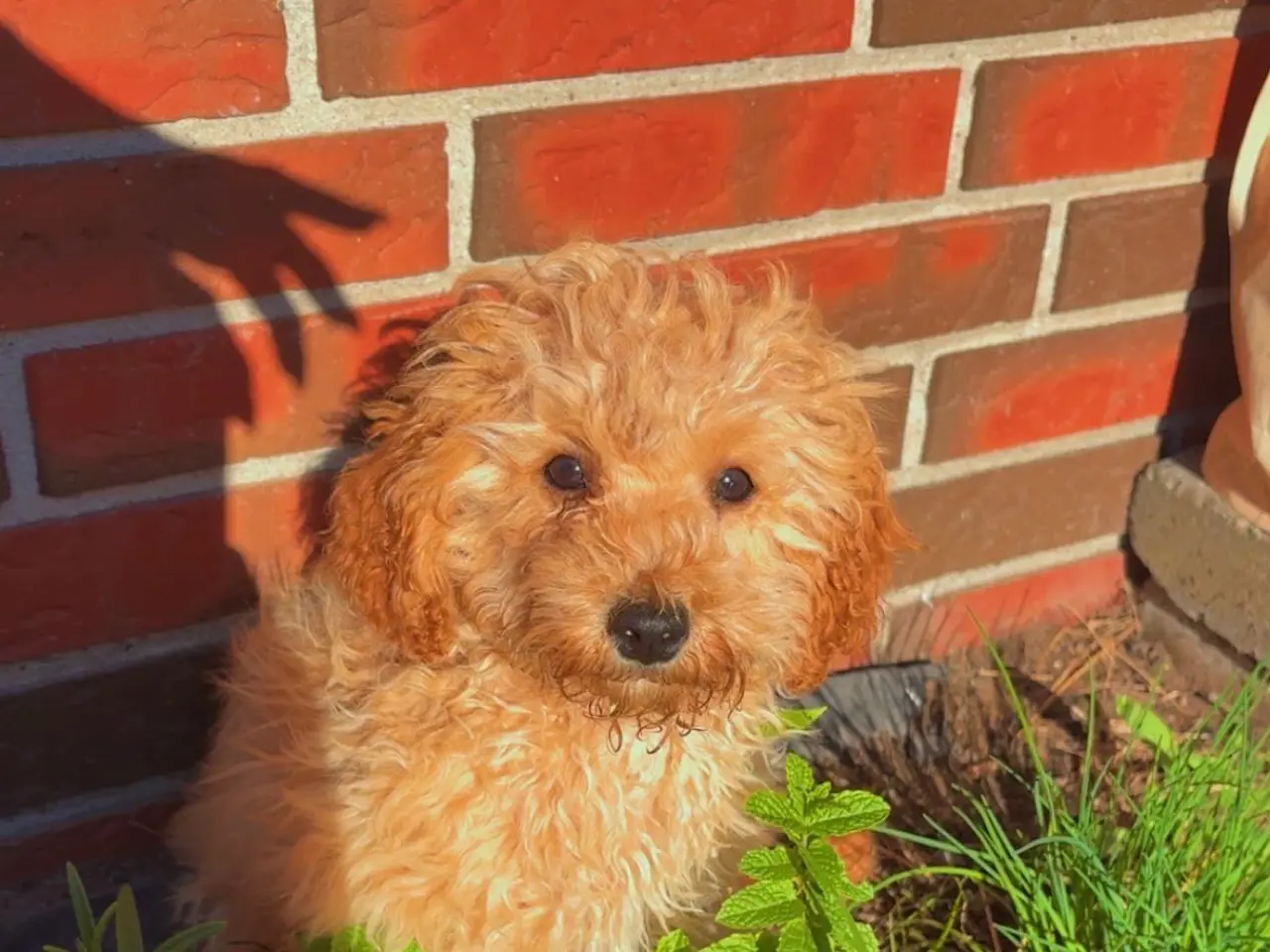Billede 5 - Cavapoo FB1