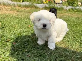5 Søde hundehvalpe  - 5