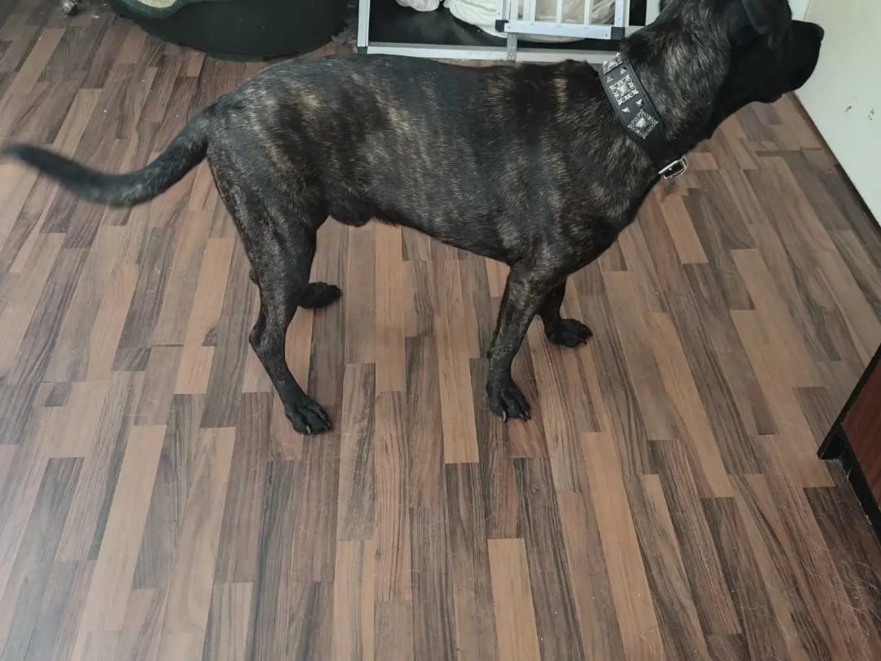 Billede 5 - Jack cane Corso/schæfer