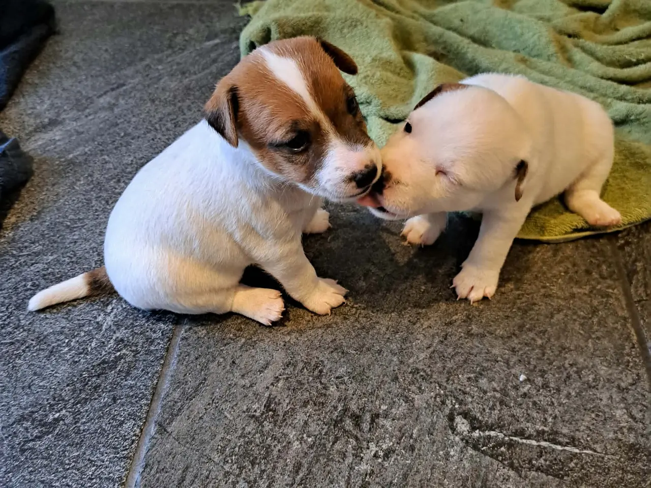 Billede 15 - Jack Russel Terrier
